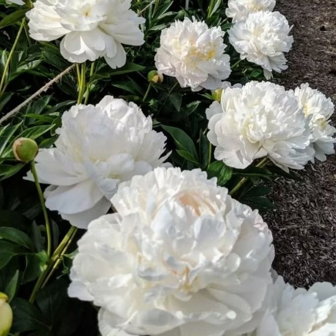 [BISA COD] Bibit Umbi bunga peony premium warna putih/Benih bonggol bunga peony import siap tanam