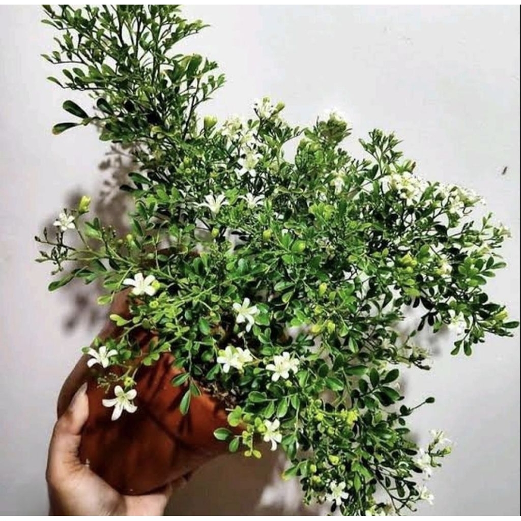 Pohon Kemuning Micro Bunga Putih Wangi Tanaman Bahan Bonsai Kemuning Mini