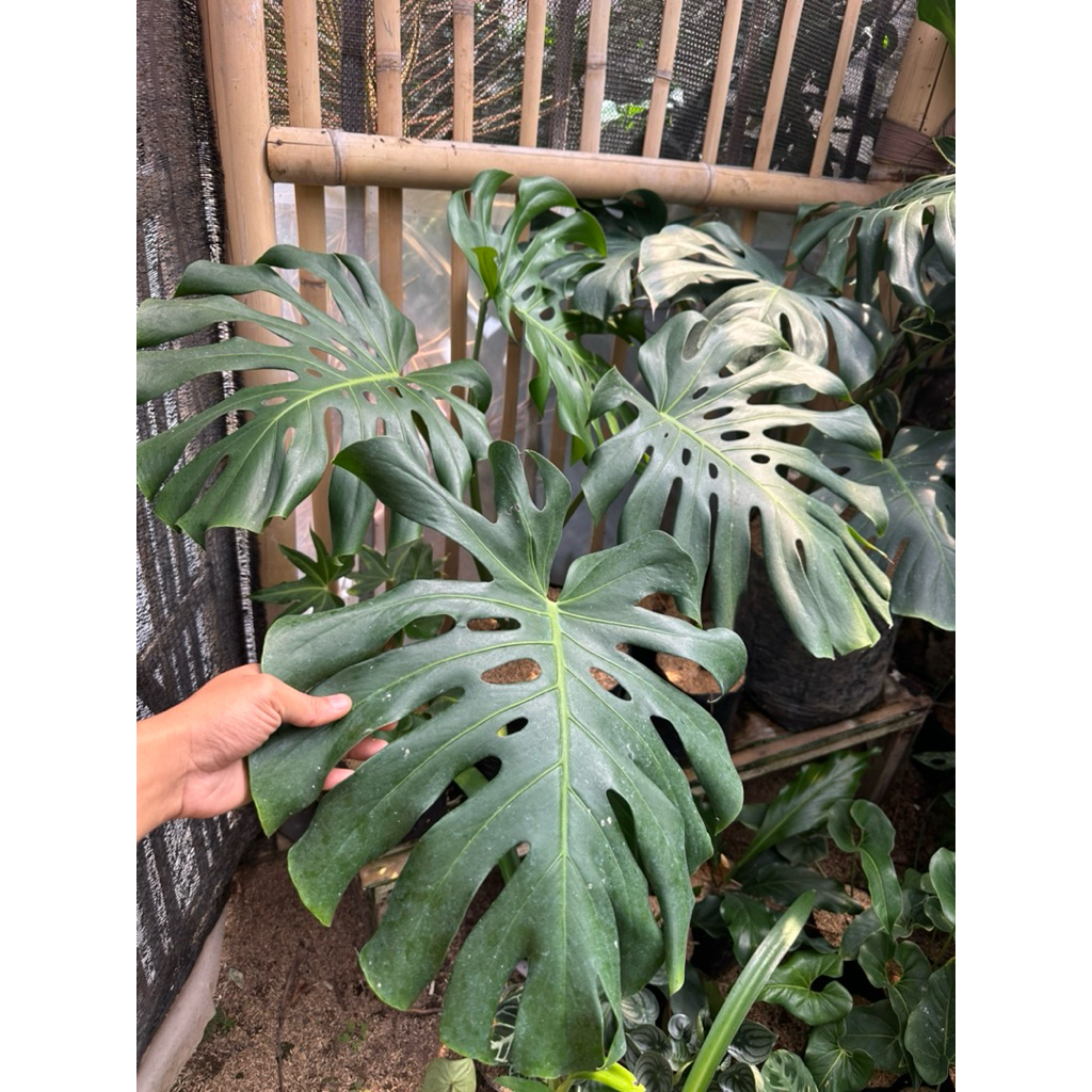 Tanaman Hias Monstera King Deliciosa / Monstera Hijau King Deliciosa Original