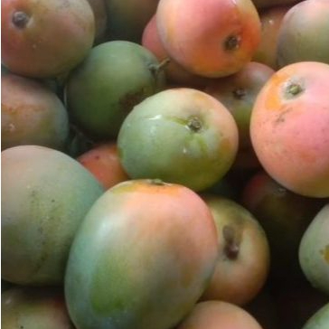 mangga gedong gincu /1kg