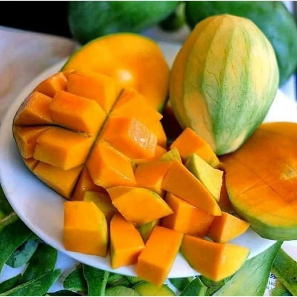 MANGGA GADUNG MUDA DAN TUA FRESH BARU PETIK