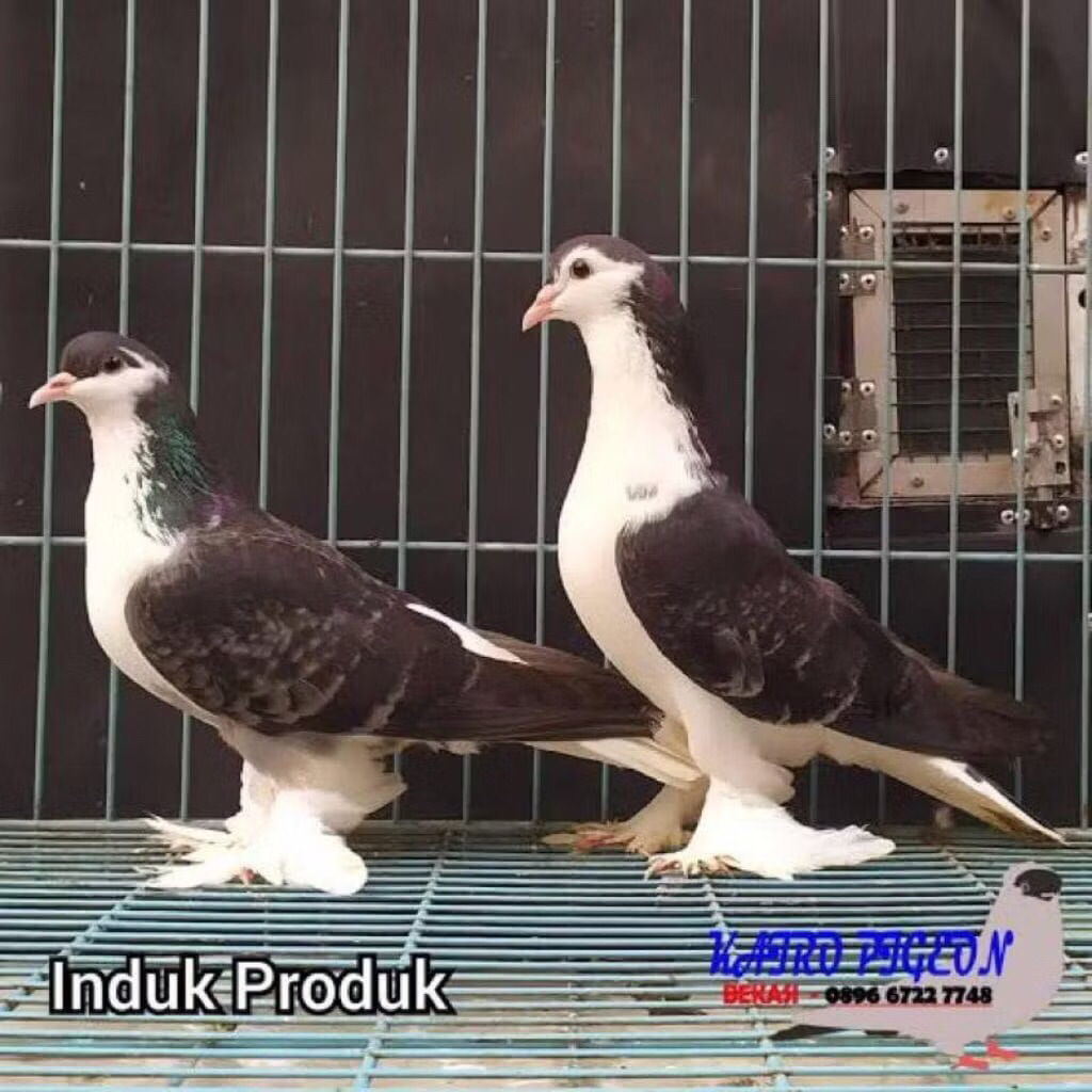 Induk Burung Merpati Lahore Indukan Merpati Hias Lahor Dewasa pasangan