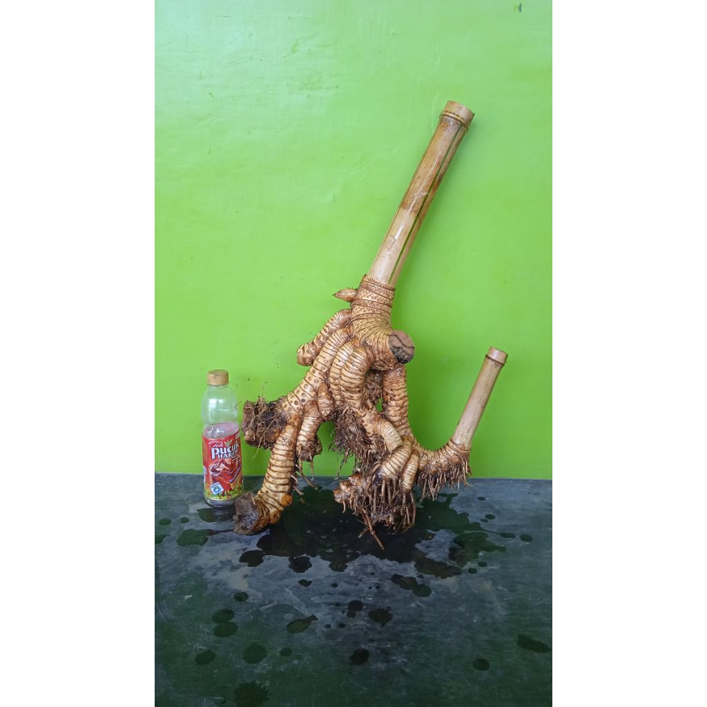 Bahan bonsai bambu kuning