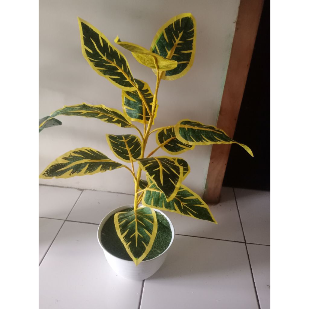 aglonema jumbo+pot