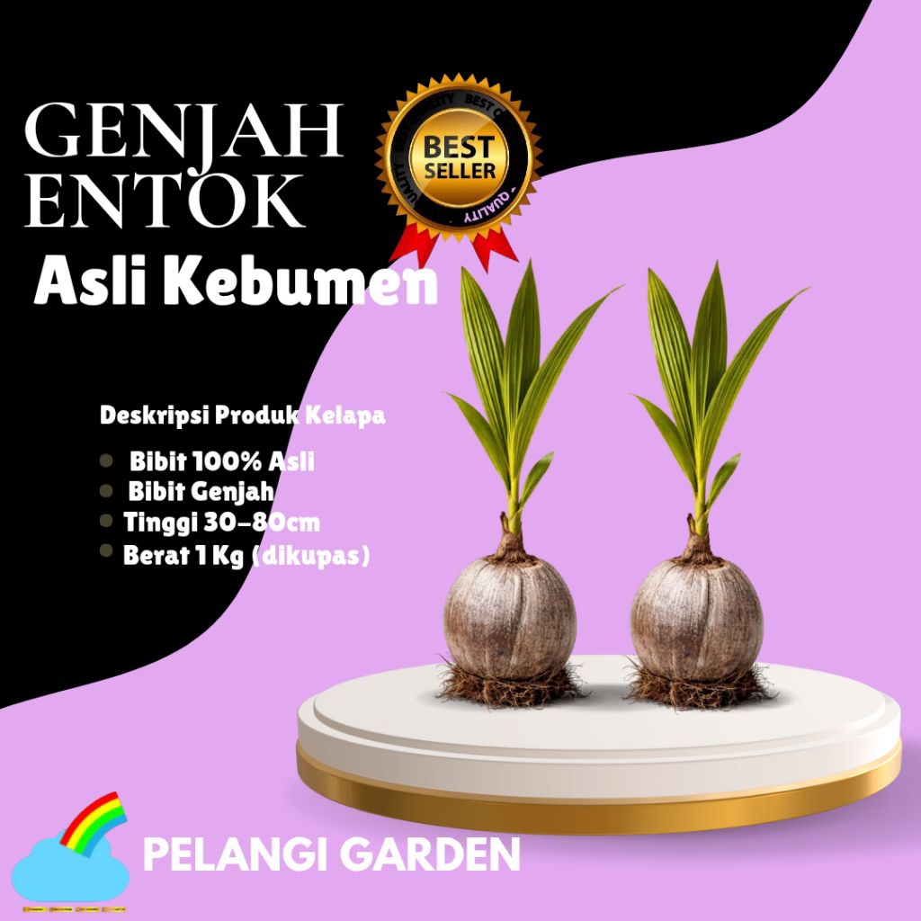 DICARI-CARI  Bibit Kelapa Genjah Hijau, Bibit Kelapa Genjah Kebumen, Bibit Kelapa Genjah Pendek