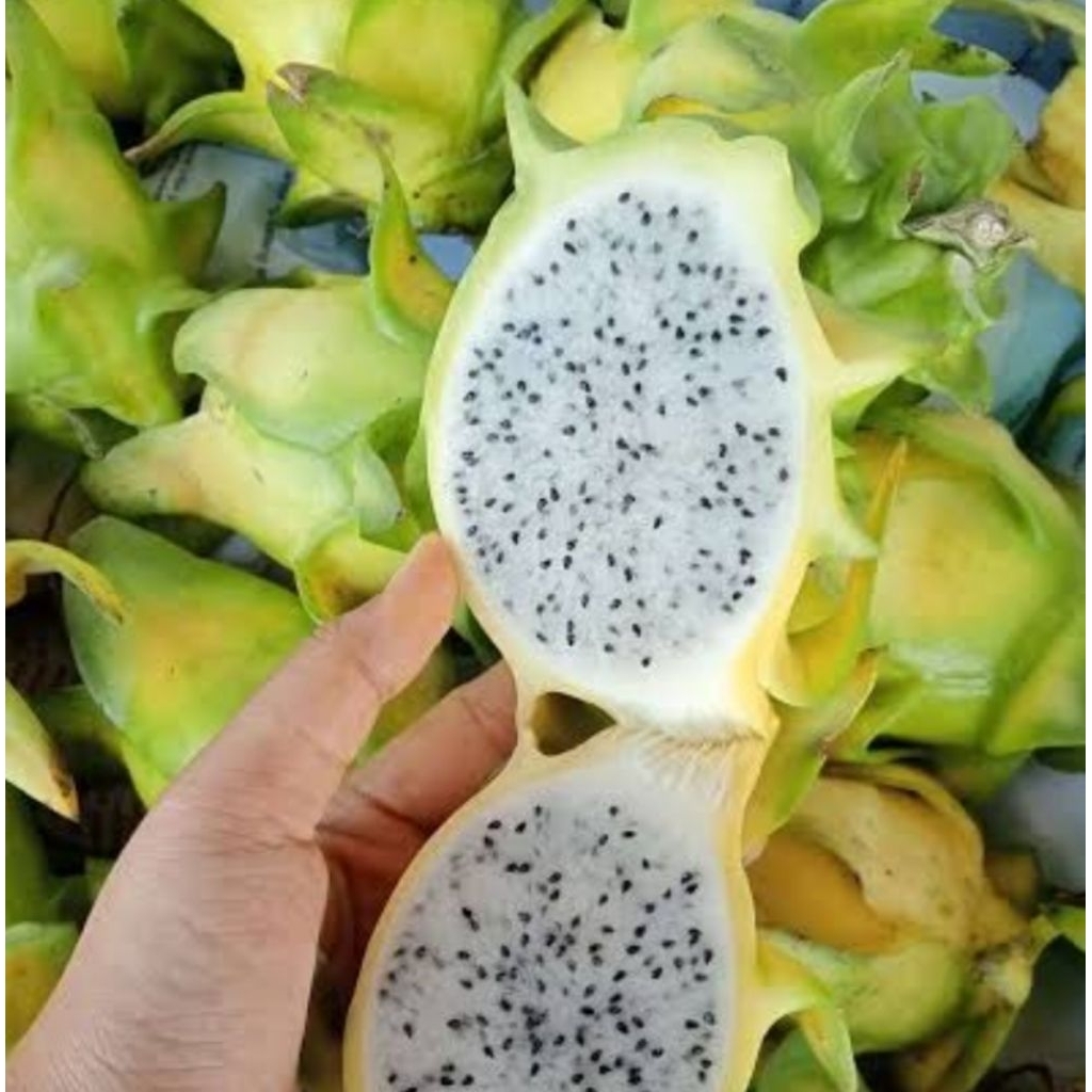 Buah Naga Kuning - Buah Naga Putih - Andira fresh