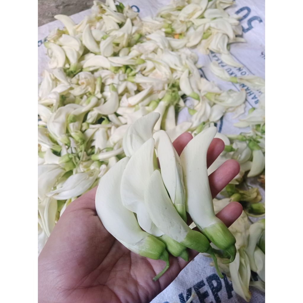 Bunga turi fresh | Kembang turi