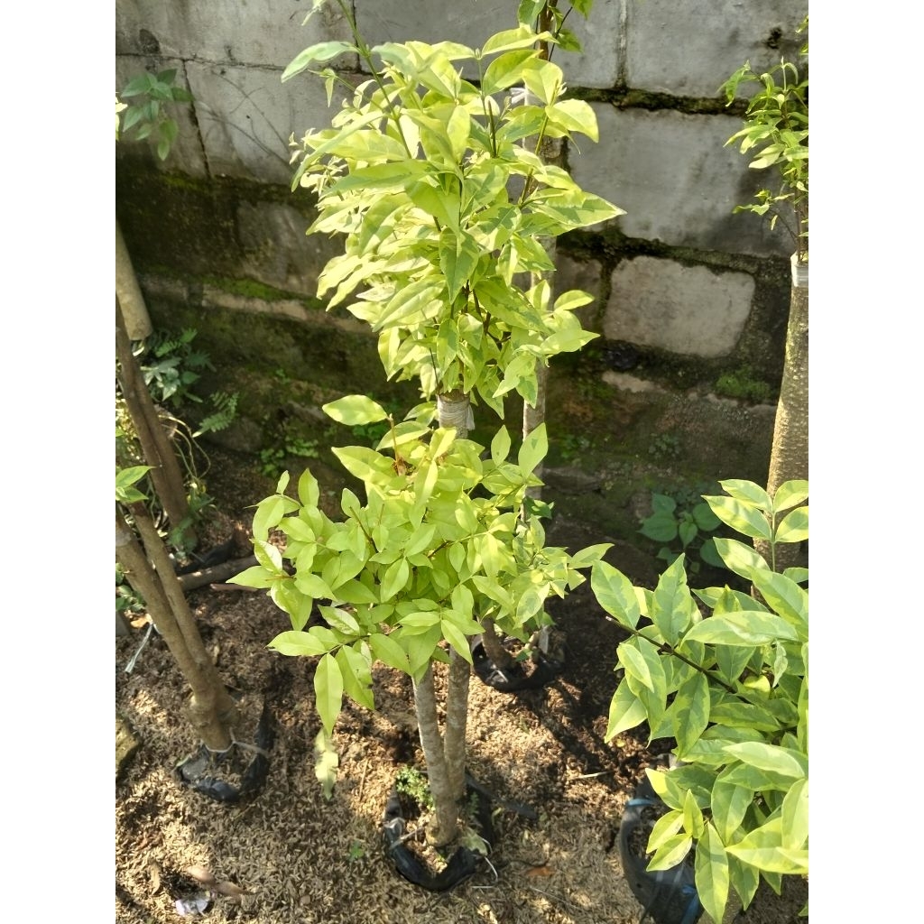 bonsai Taman anting Putri tinggi 120 cm bonsai anting Putri bonsai anting Putri cabang dua
