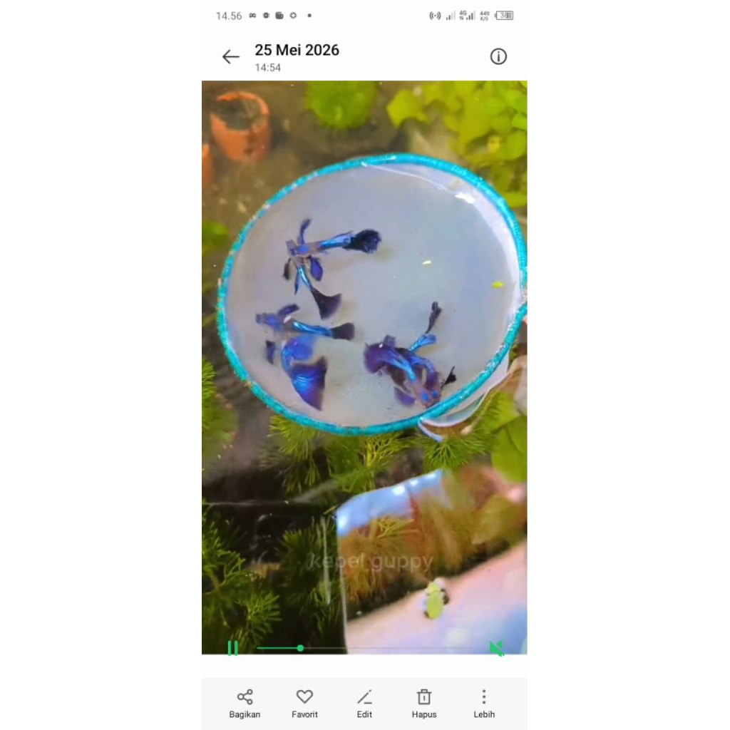 Guppy dragon paket isi sepasang