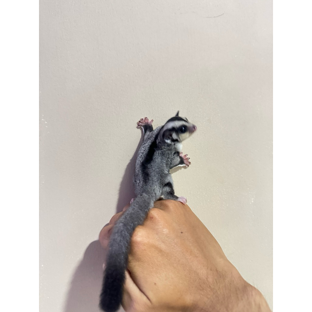 Sugar Glider Clasic Grey
