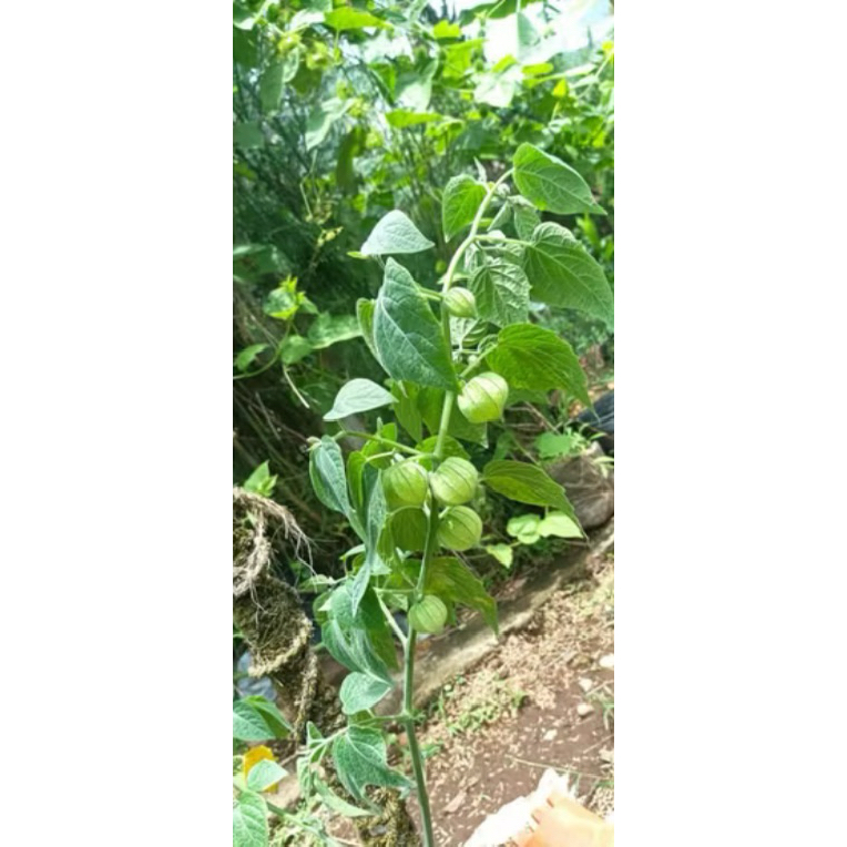 Bibit tanaman ciplukan golden berry/cecenet siap tanam
