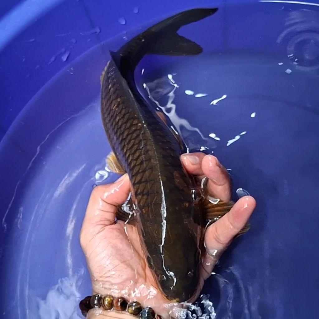 Ikan Koi Blitar Jenis Chagoi / Rumah Koi Jakarta / kode 006
