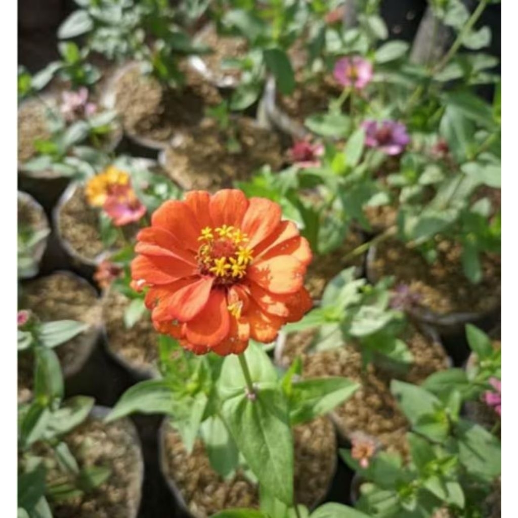 Bibit tanaman edible flower zinnia