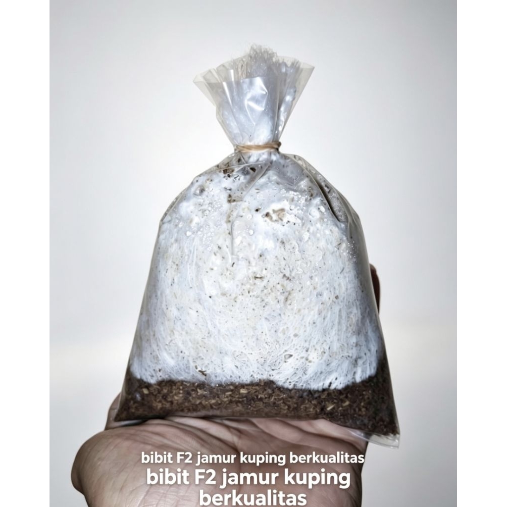 F2 jamur kuping