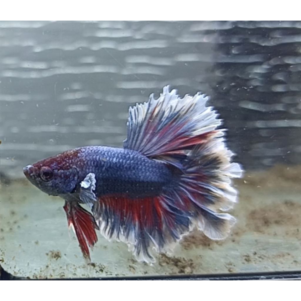 Cupang Betta king rosetail dumbo ear rose