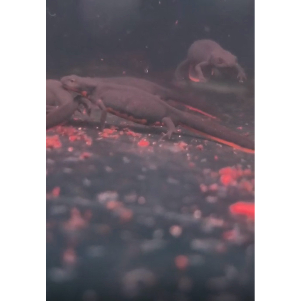 Red Belly Salamander