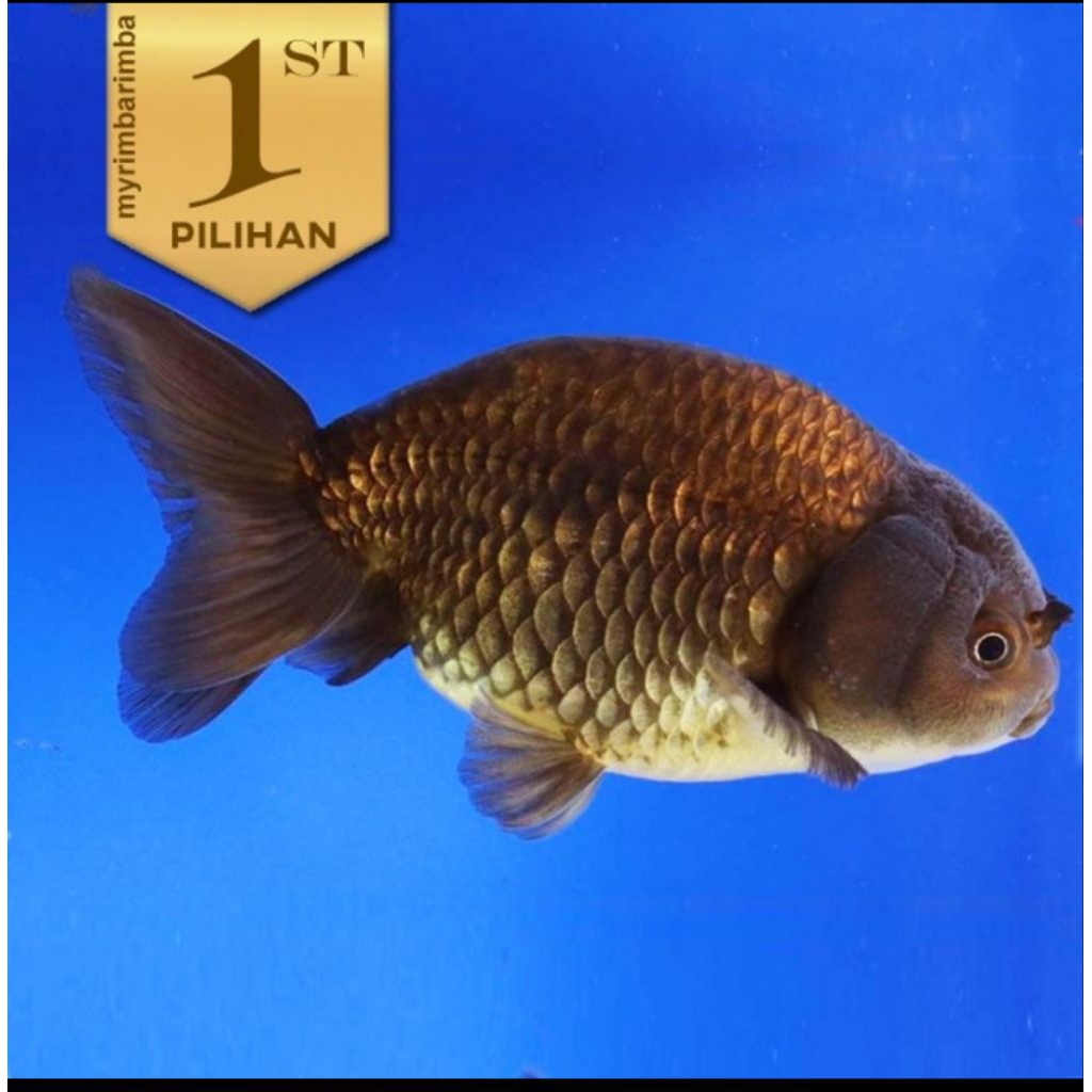 Baby Koki Black Ranchu Ikan Hias Aquascape Hiasan Aquarium Tanaman Air