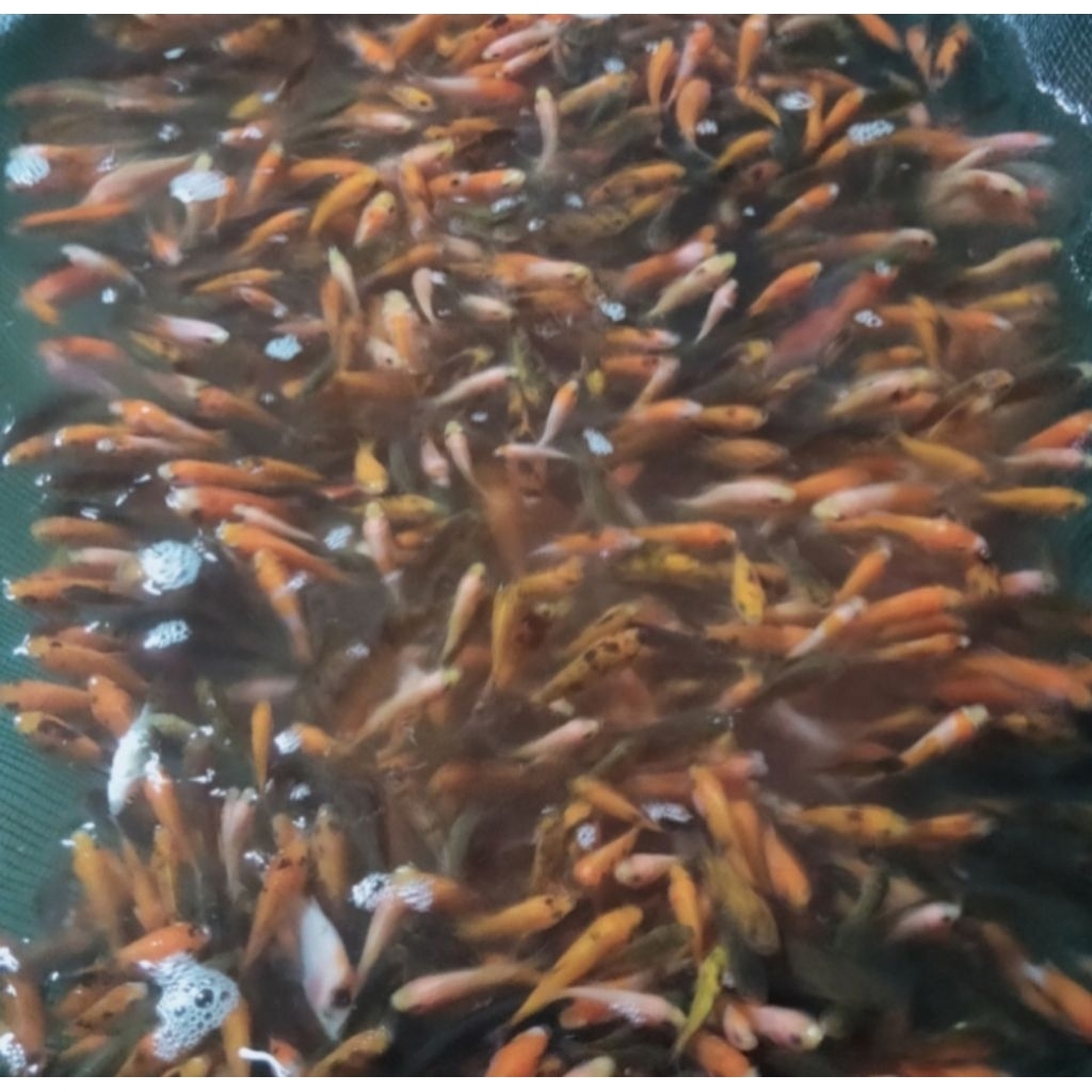 Bibit ikan baby mas literan