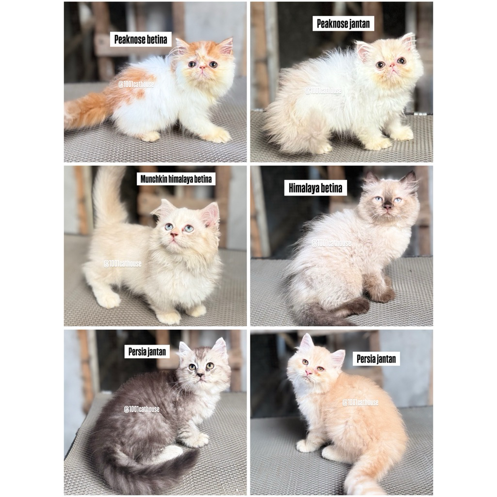 Paket Adopsi Kucing Persia Medium Flatnose Peaknose & Munchkin Lucu Sehat + Starter Kit Lengkap Jawa