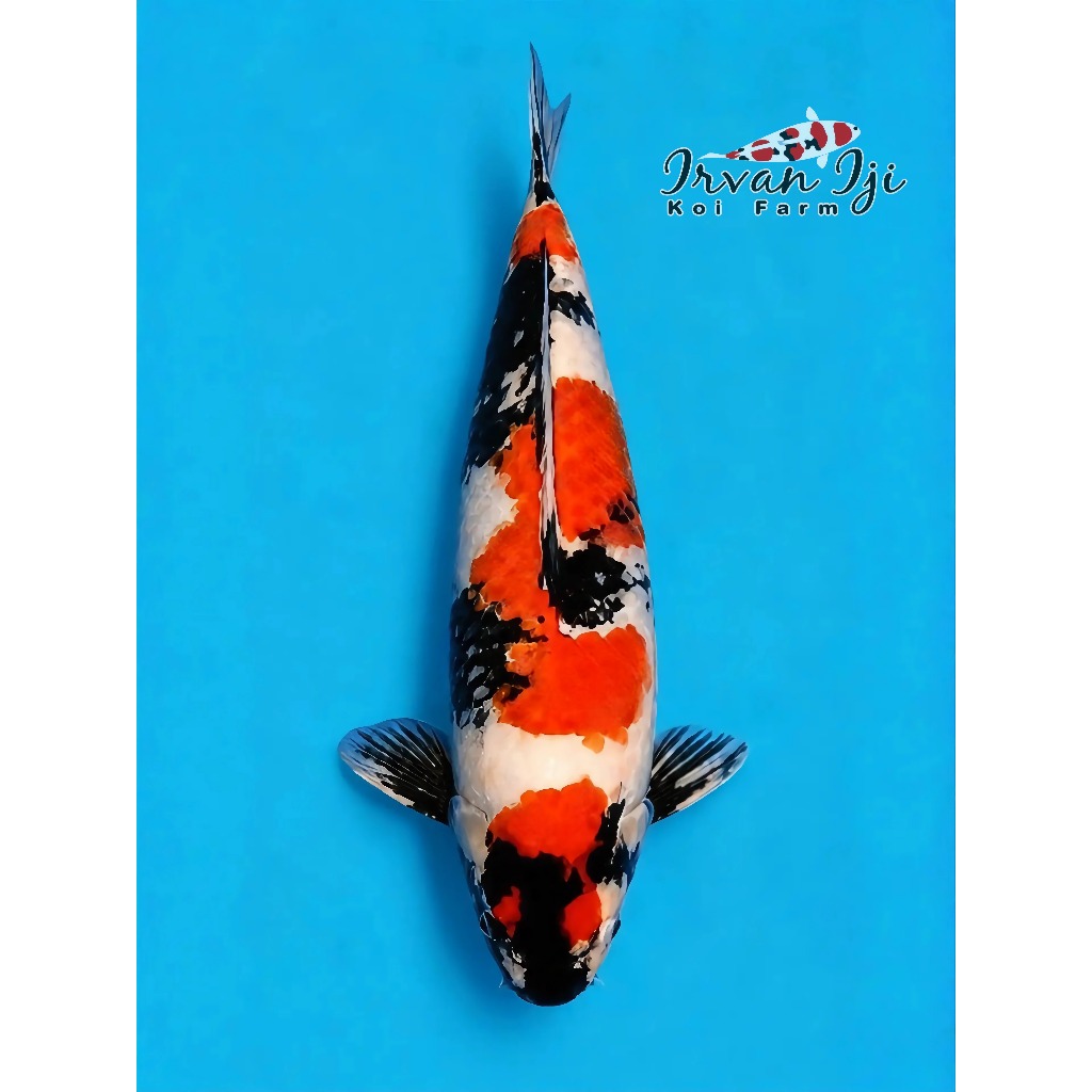 Koi Showa F1 M57cm JANTAN Body Tebal Pangkal Ekor Tebal Good Patern Breed Irvan Iji High Quality