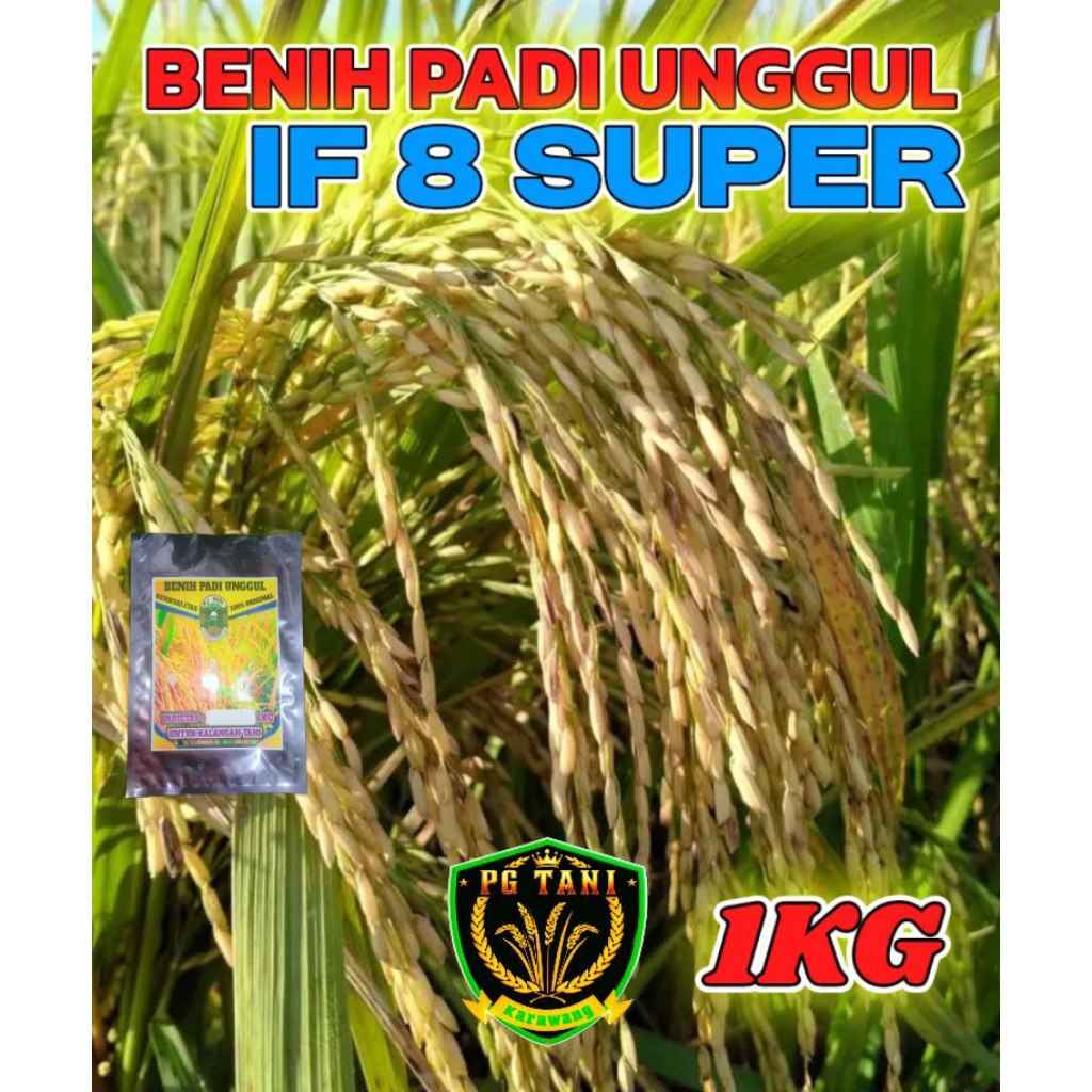 BENIH PADI UNGGUL BERKUALITAS IF 8 SUPER KEMASAN 1KG