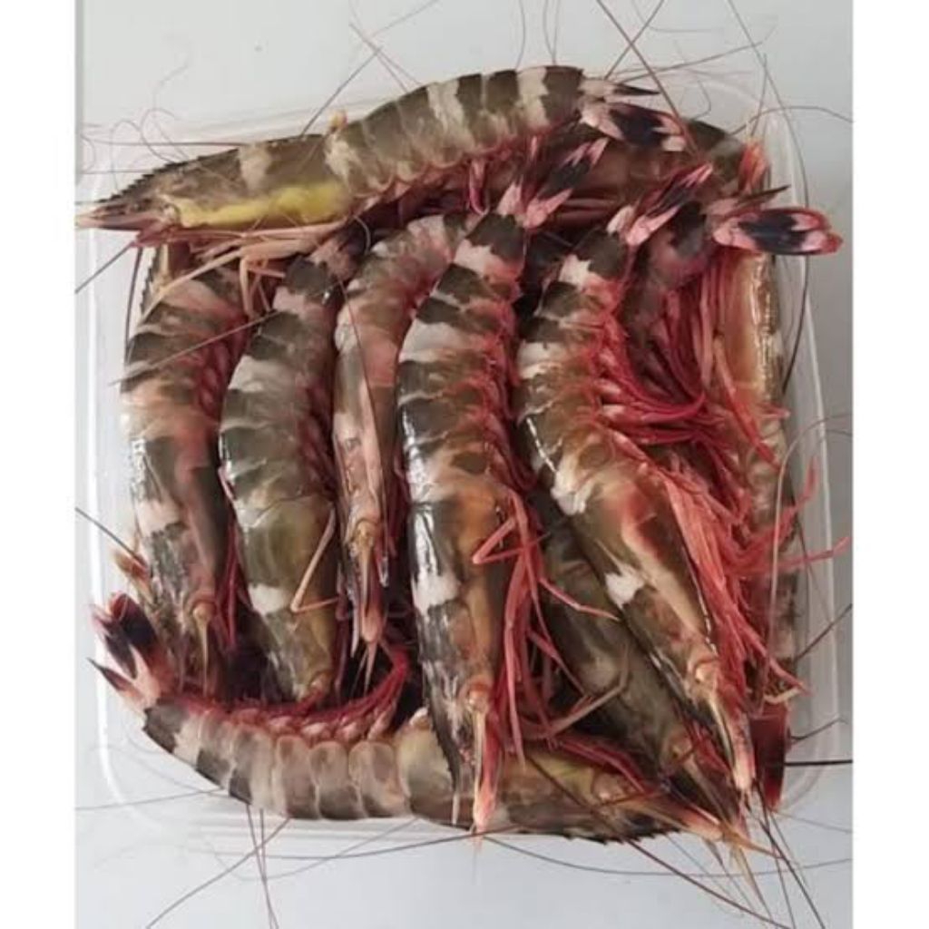 Udang ketak segar 500gram/ udang windu 500gram/ udang laut 500gram