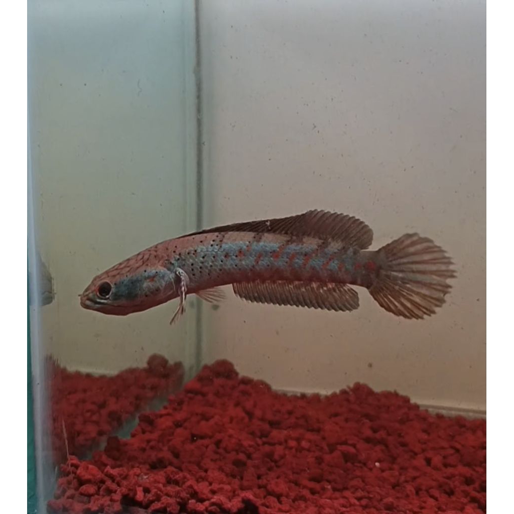 channa blue pulchra 8-9 cm