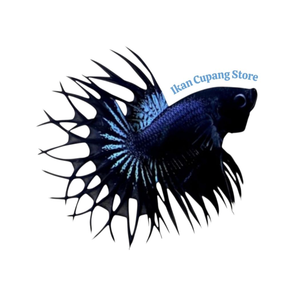 CT BLACK ORCHID + CROWNTAIL BLACK ORCHID GRADE A+