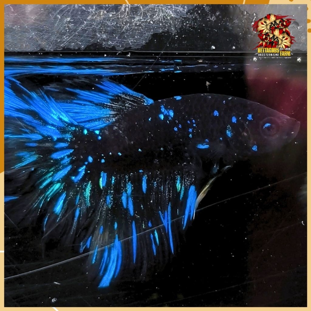 Halfmoon Avatar Betta