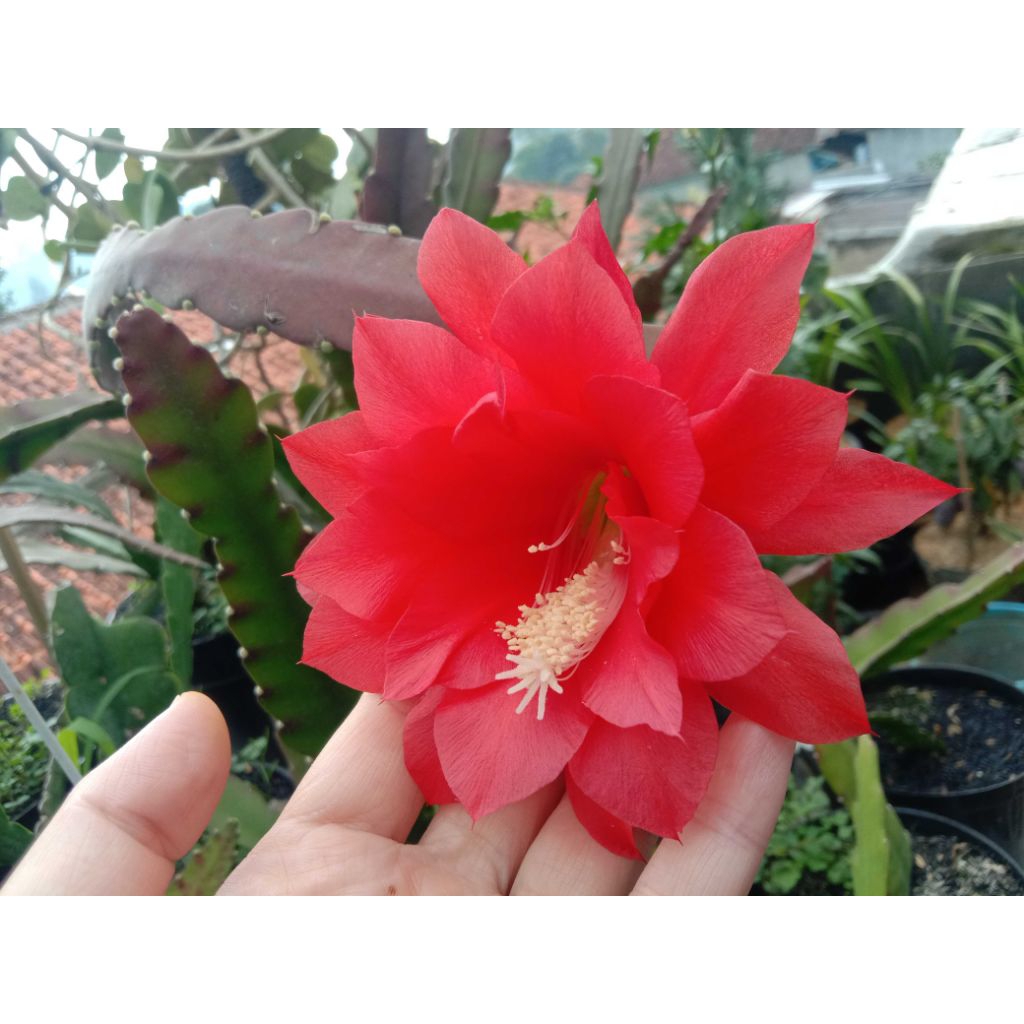 wijaya kusuma ackermanii (bunga merah)