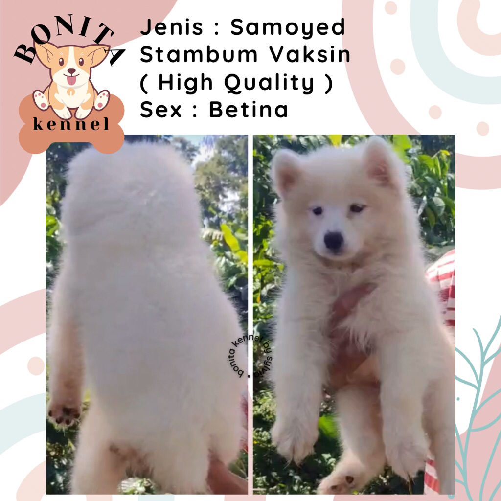 Samoyed Stambum Anak Anjing Samoyed Jantan Betina