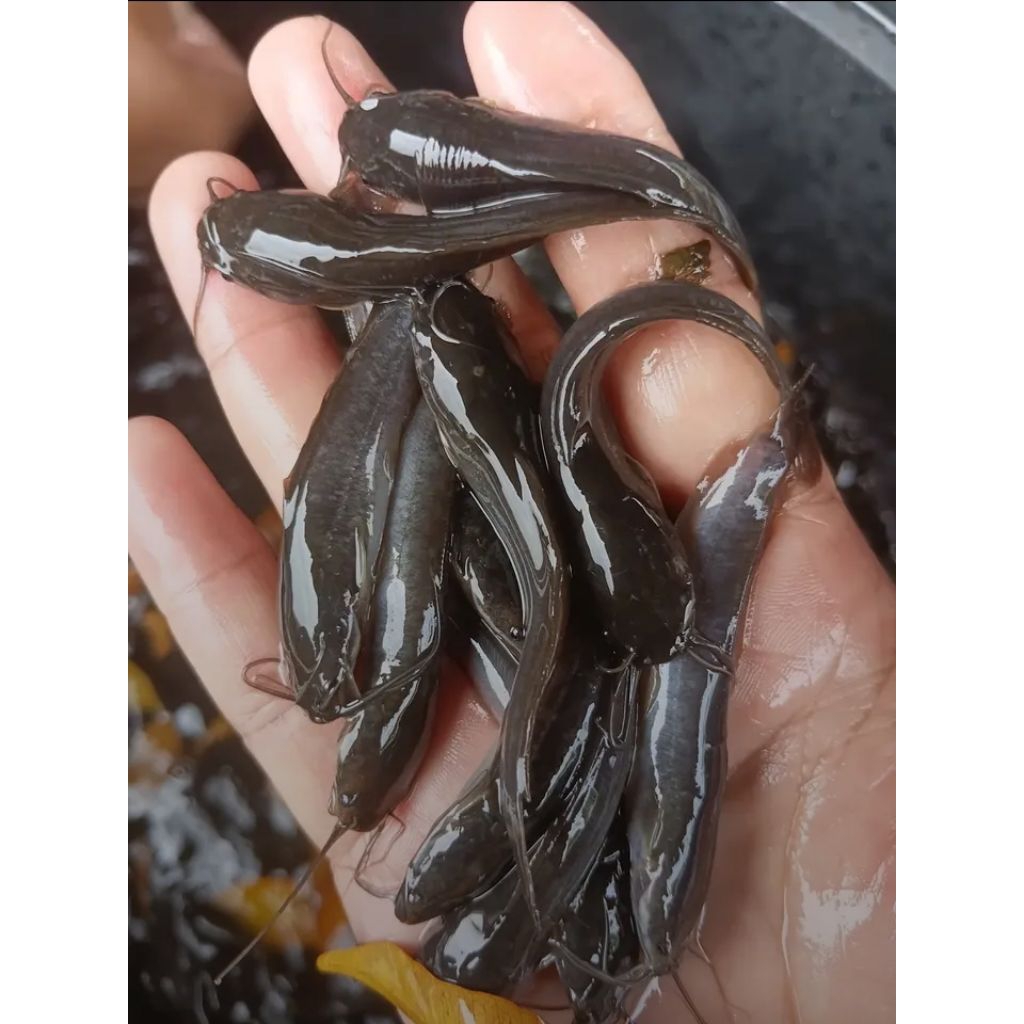 BIBIT LELE DUMBO PANJANG 4-5 CM (isi 1000 ekor)