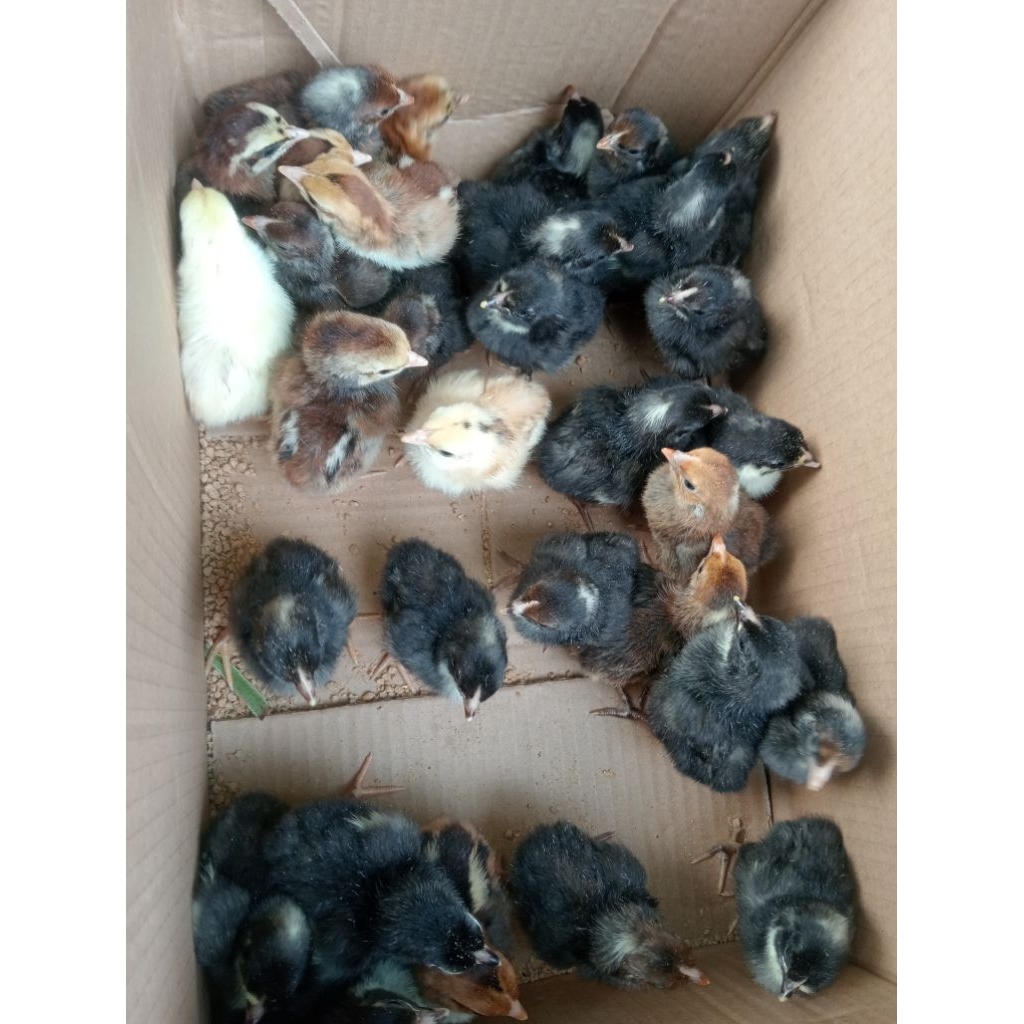 DOC Ayam KUB 2