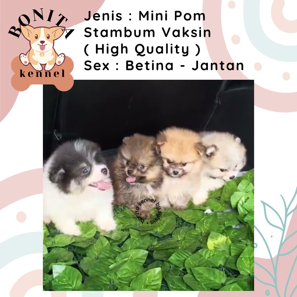 Mini Pom Stambum Jantan Betina Anak Anjing Minipom Putih