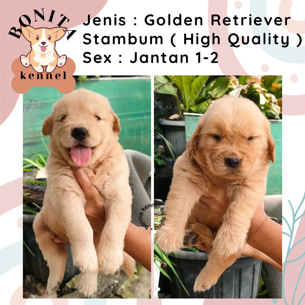 Golden Retriever Stambum Jantan Betina Anak Anjing Golden