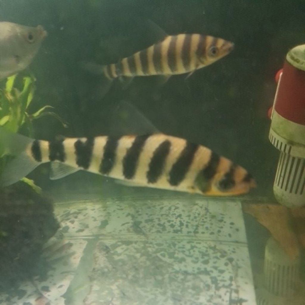 ikan leporinus