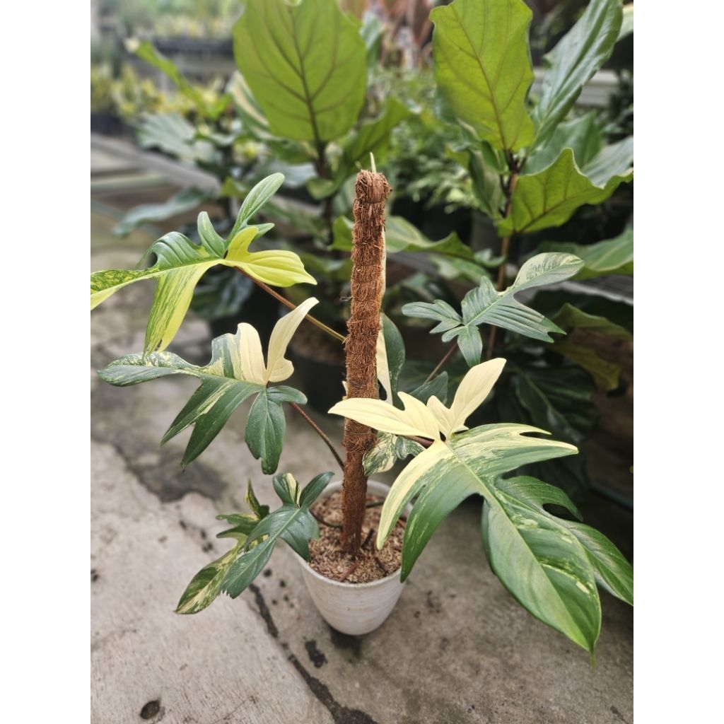 Philodendron Florida Ghost Variegata / Philo Florida Ghost