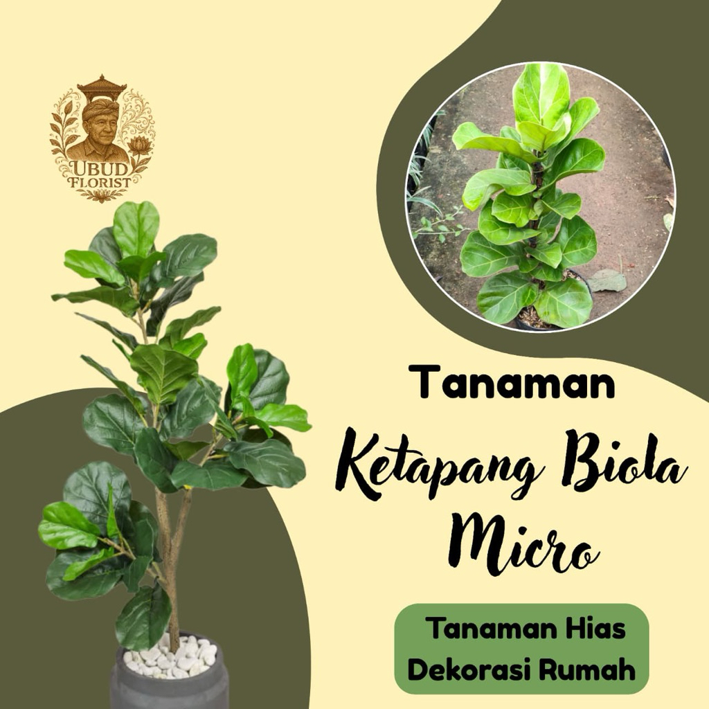 Tanaman ketapang biola micro - ketapang biola mini - ketapang biola kecil -Ficus Lyrata - tanaman hi