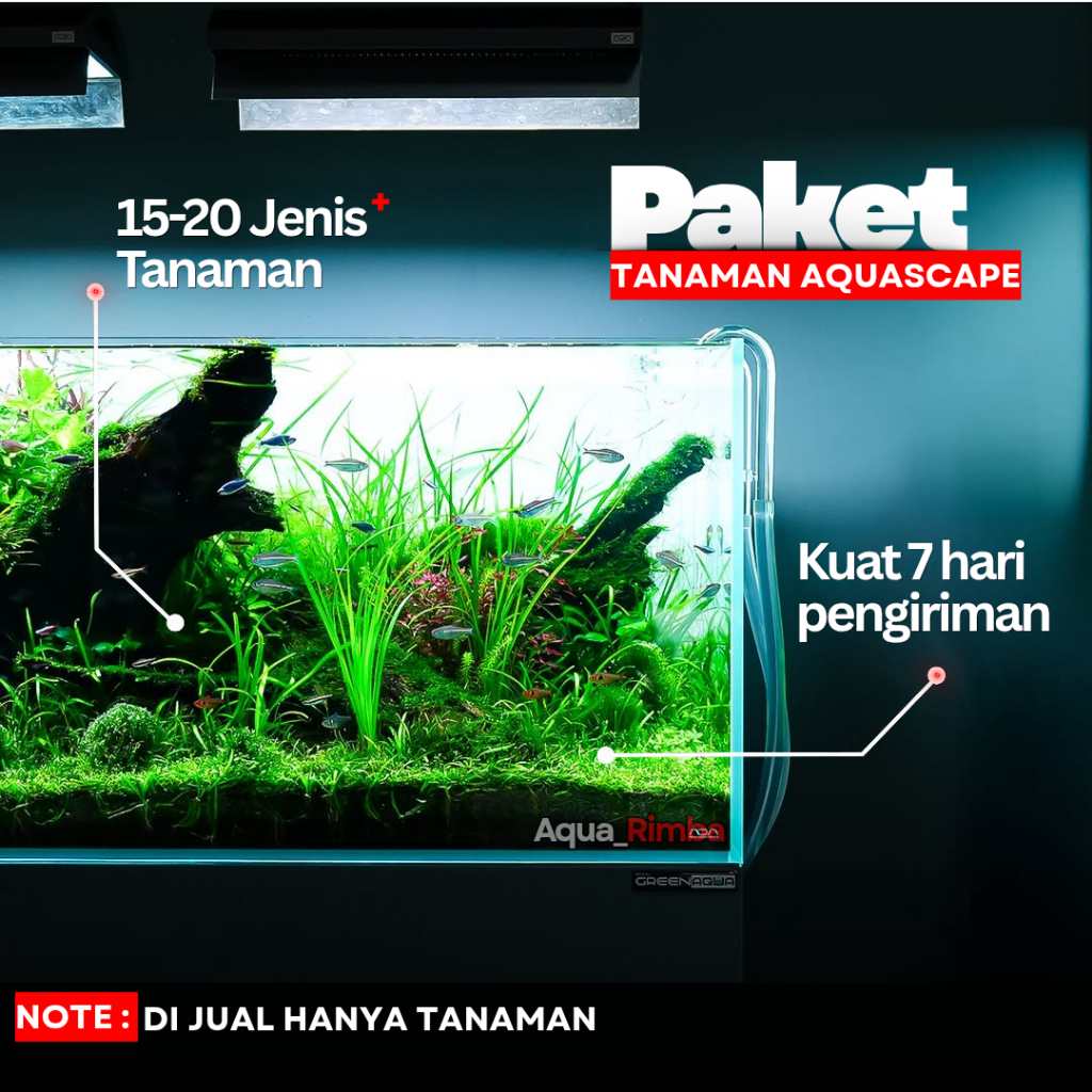Paket Tanaman Aquascape Pemula ( Tumbuhan Air Hidup Hiasan Dekorasi Rumput Aquarium )