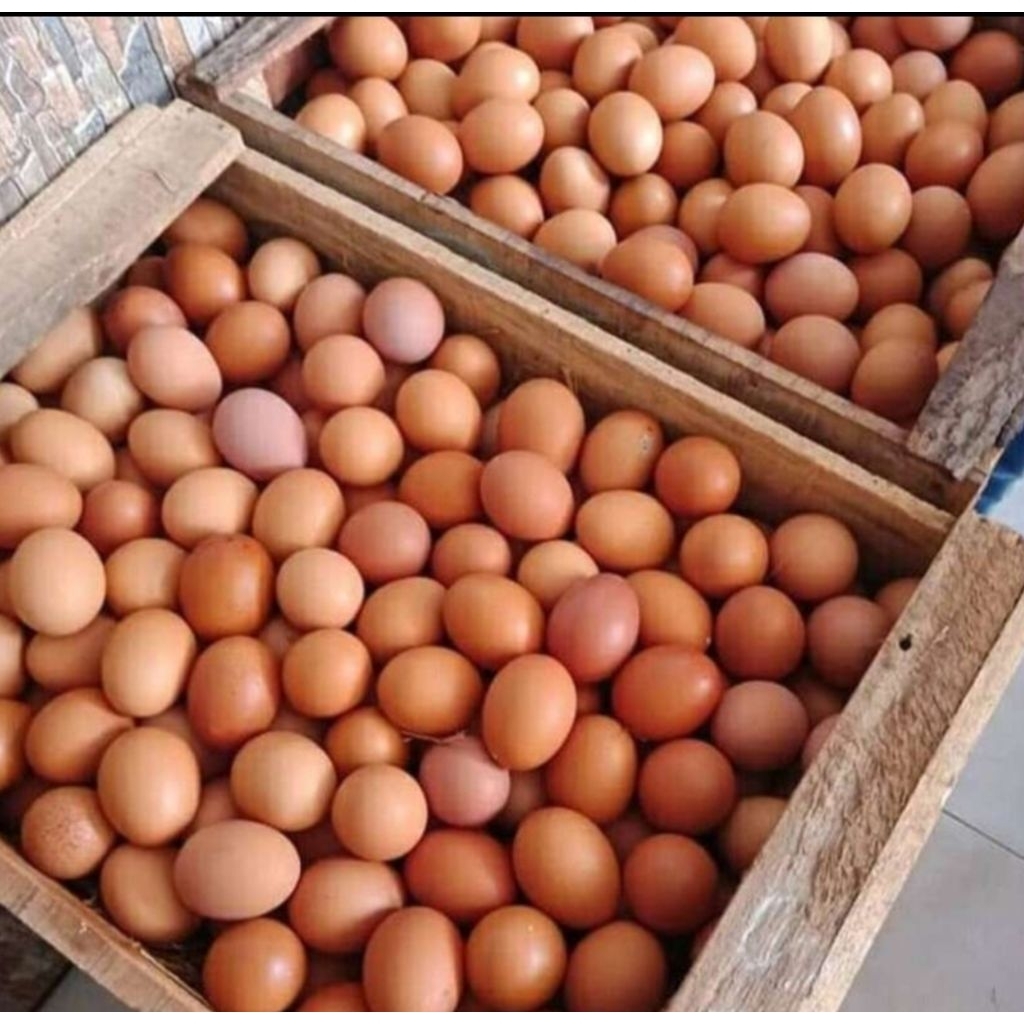 Telur ayam negeri kota bekasi