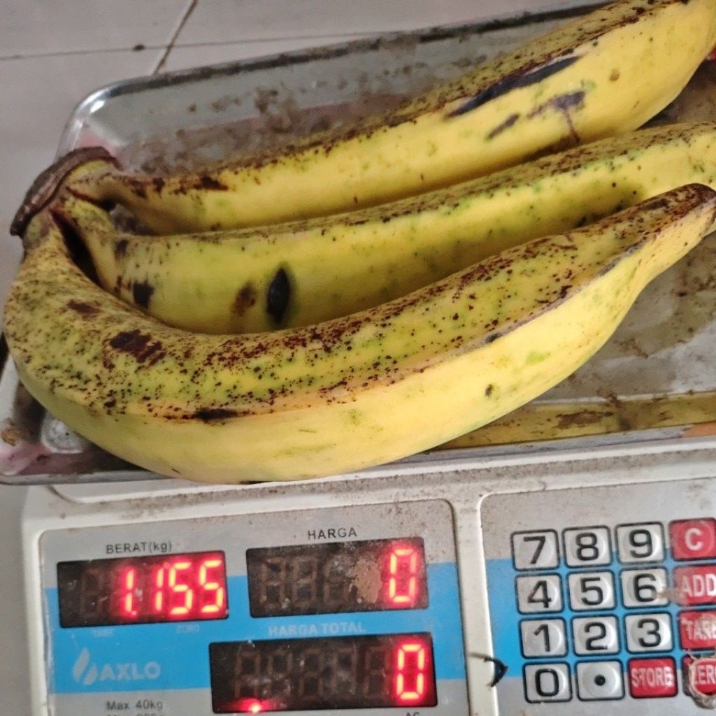 Pisang tanduk super