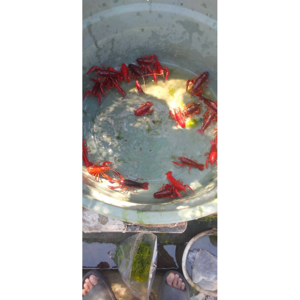 udang lobster hias
