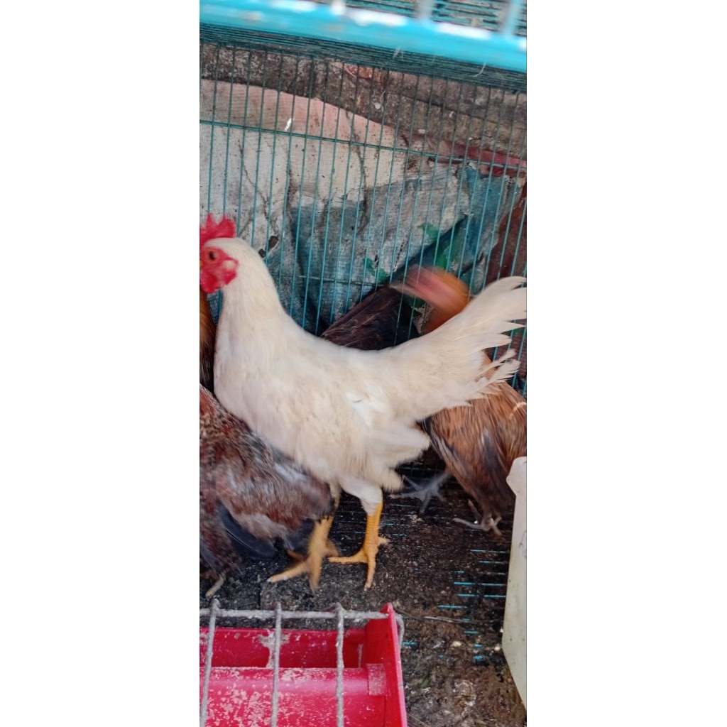 ayam hias persilangan ayam hutan merah dengan ayam serama