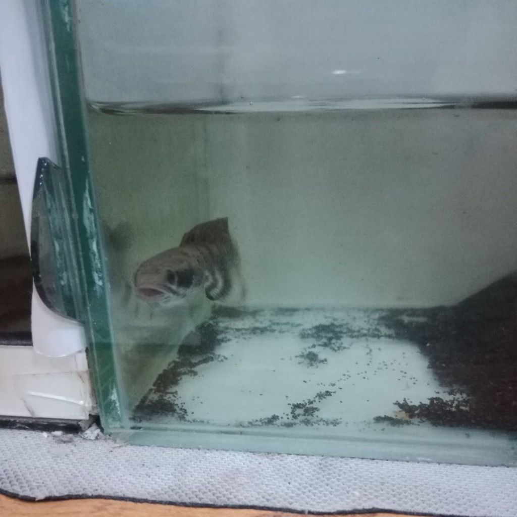 channa blu pulcra