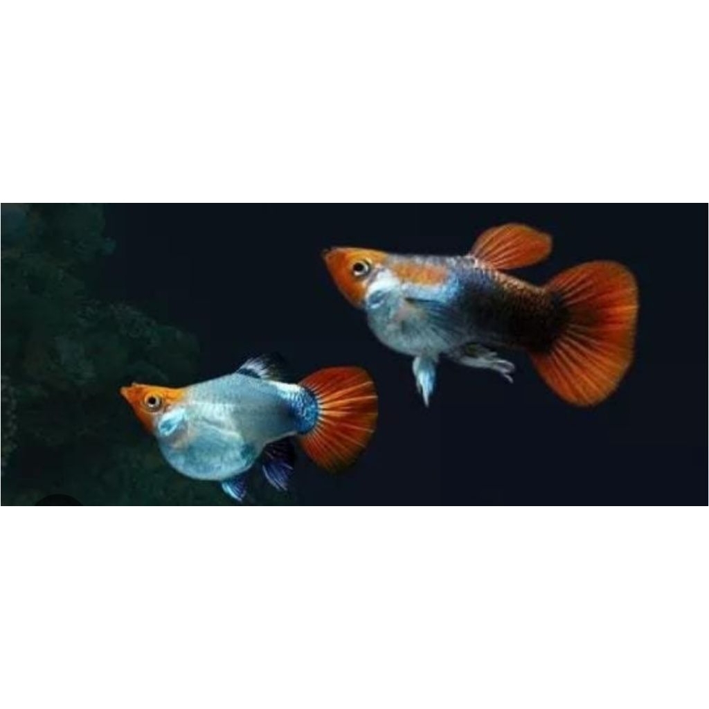 ikan guppy tuxedo koi