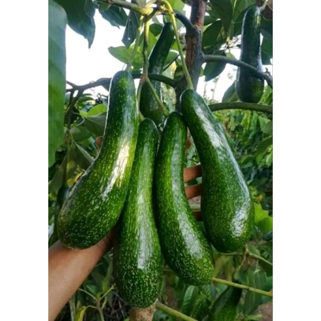 BIBIT ALPUKAT KELUD OKULASI BATANG BESAR SIAP BERBUAH