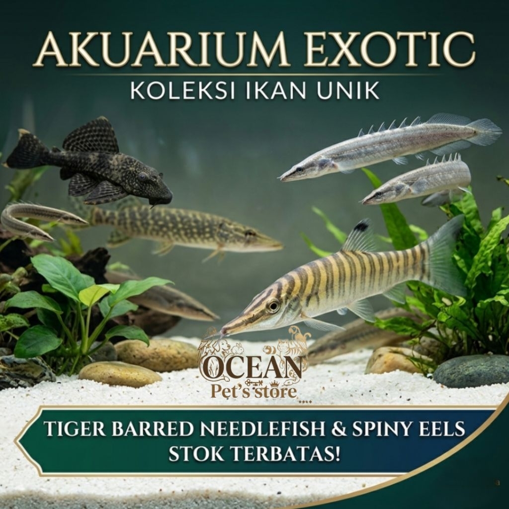 ikan botia green tiger ikan dasar aquarium Tiger loach aquascape