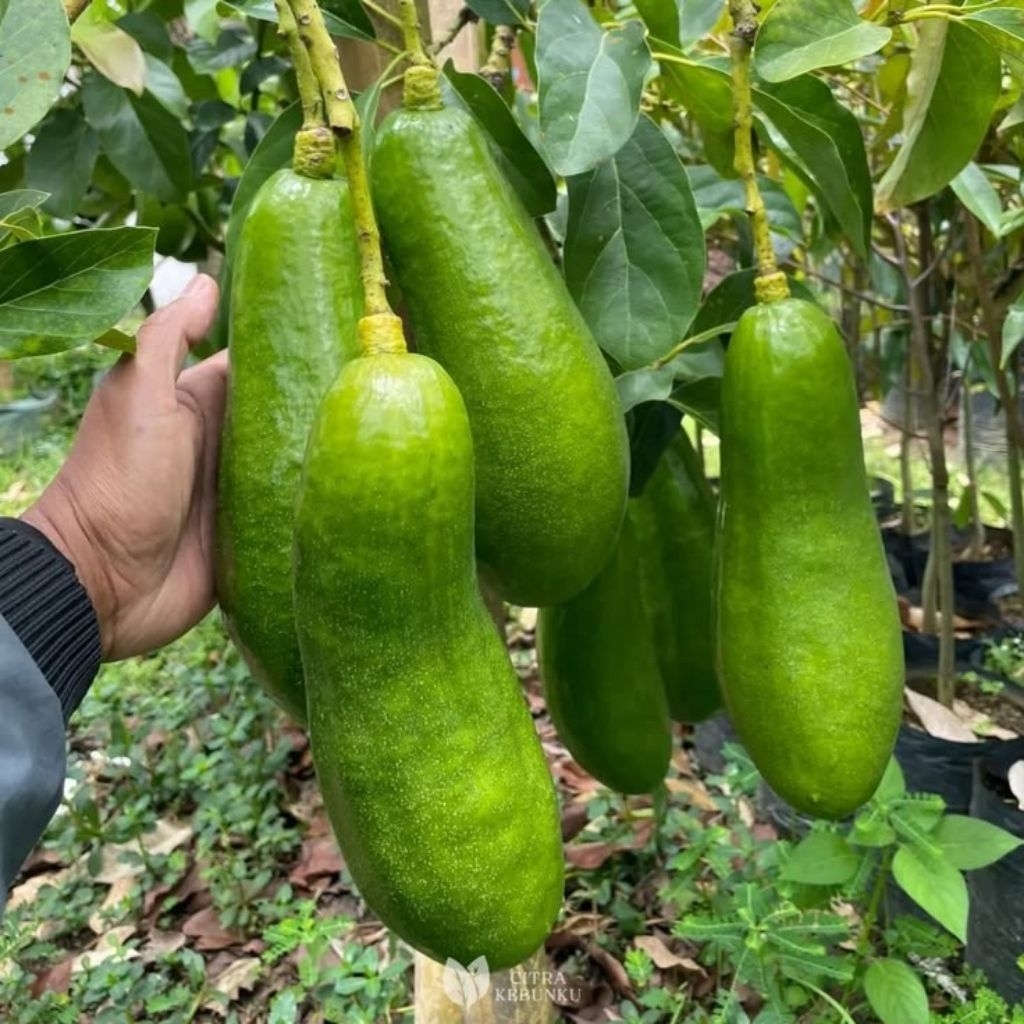 Bibit alpukat kelud subang super genjah