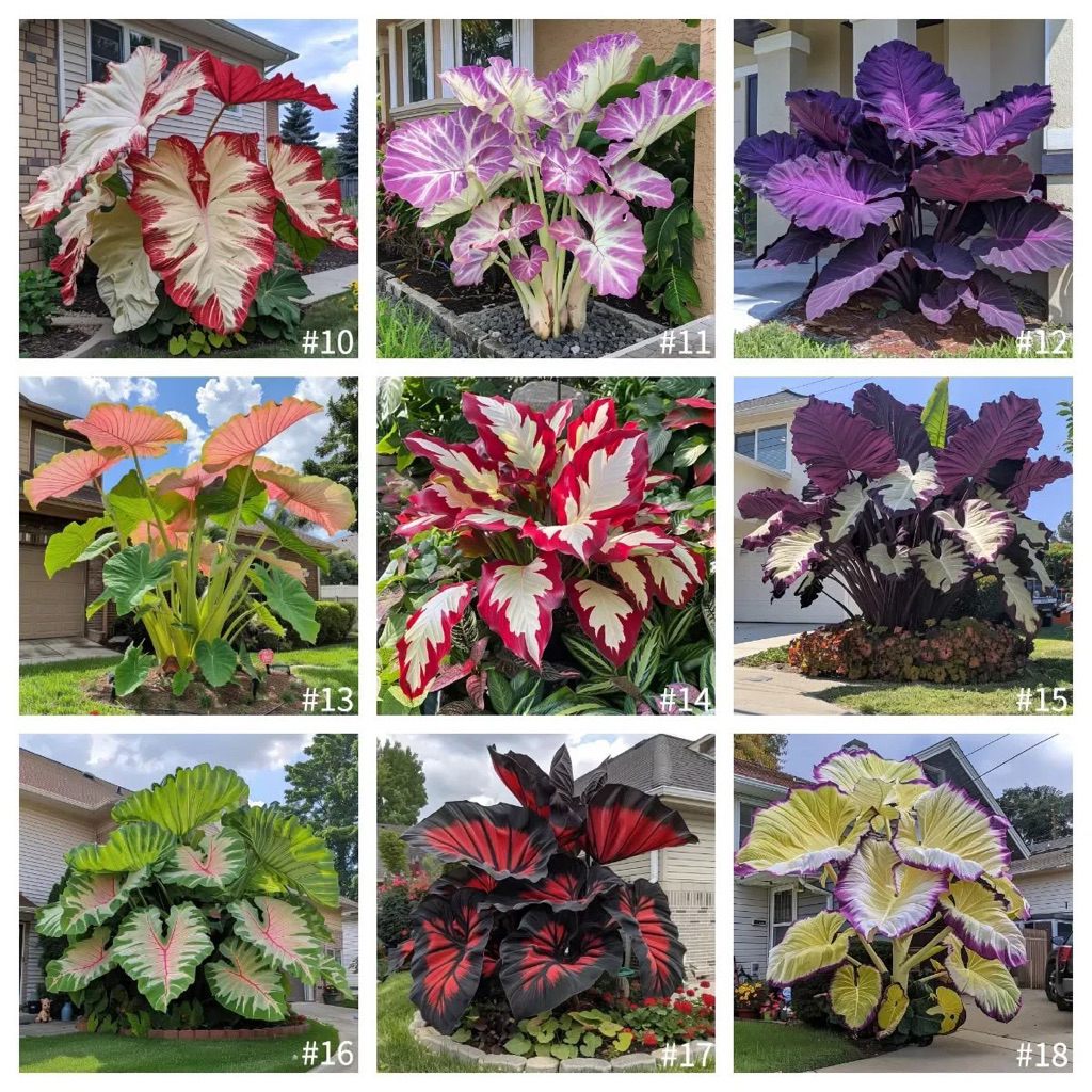 Promo paket 9 Bibit bonggol alocasia thailand