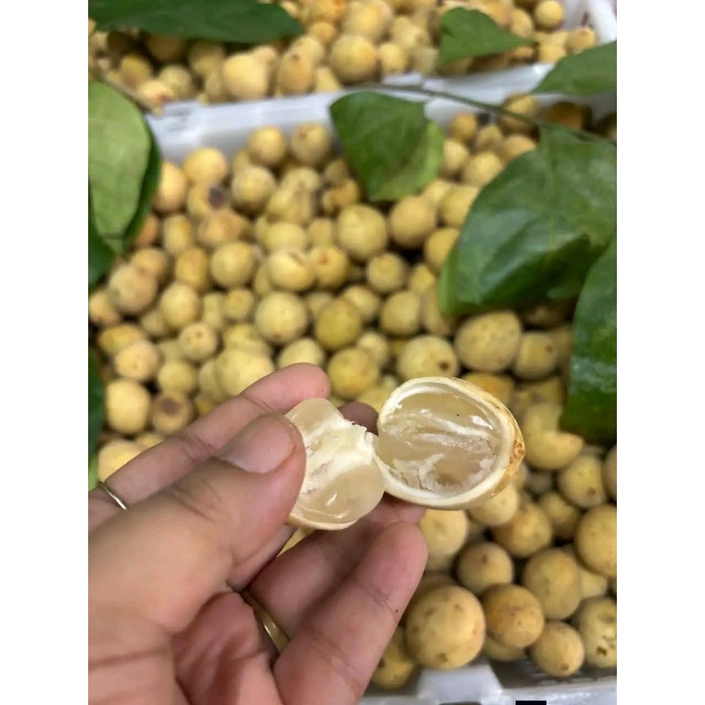 Buah Duku PO 1 Hari Cirebon
